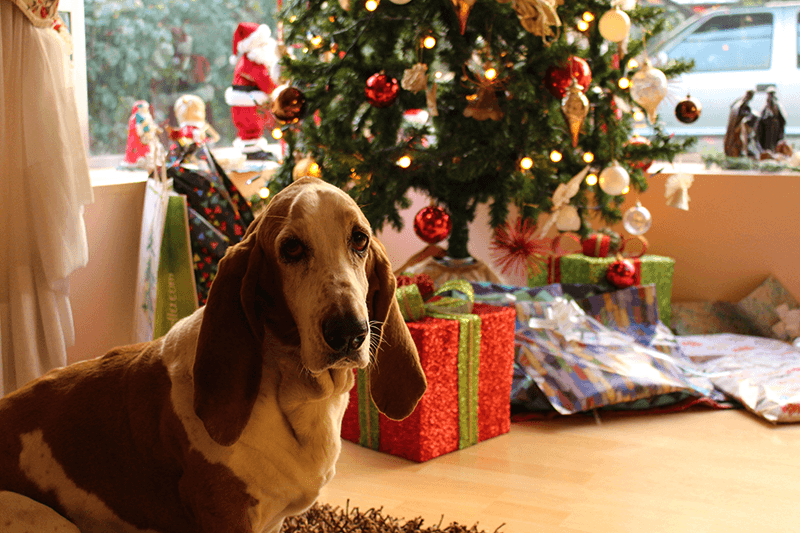 Top Christmas Gifts for Pet Lovers